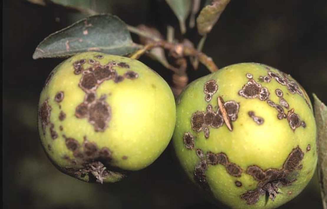 Болезни яблонь и груш: грибы, бактерии и вирусы атакуют сад, а мы его защитим