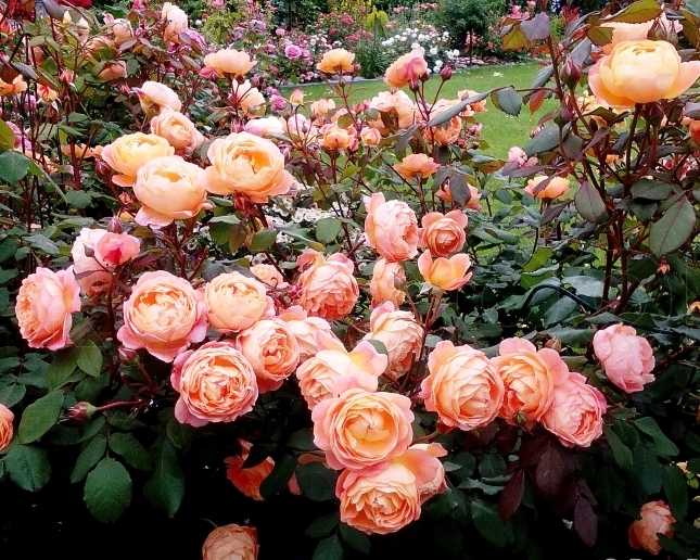 О розе леди эмма гамильтон: описание и характеристики, уход и выращивание