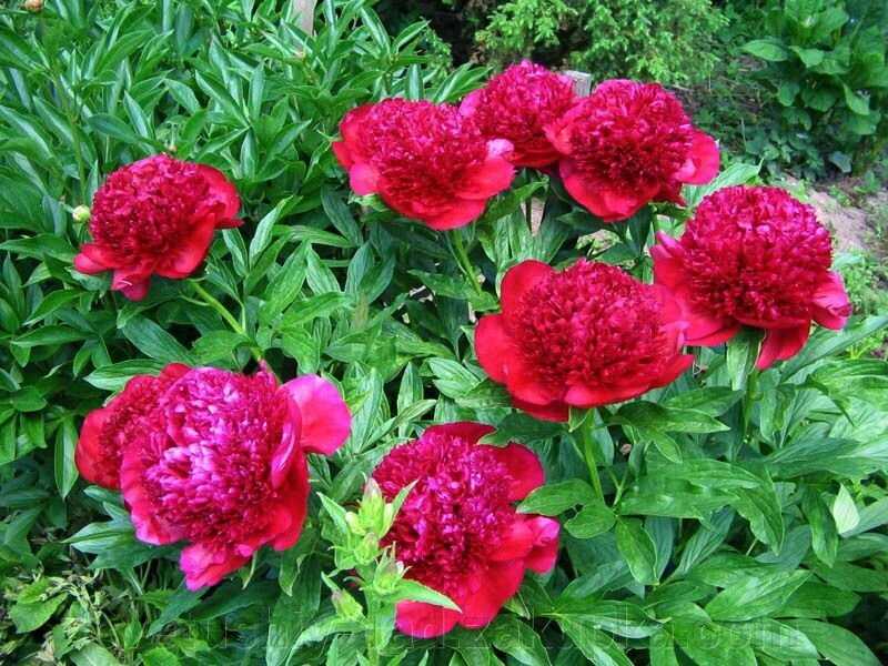 Красные пионы: описание и фото сортов ред грейс (grace), шарм или чарм (red charm) и спайдер, уход и выращивание цветов, а также способы размножения