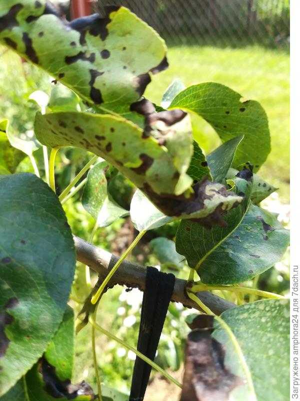 8 причин появления черных пятен на листьях груши, народные средства защиты и меры профилактики