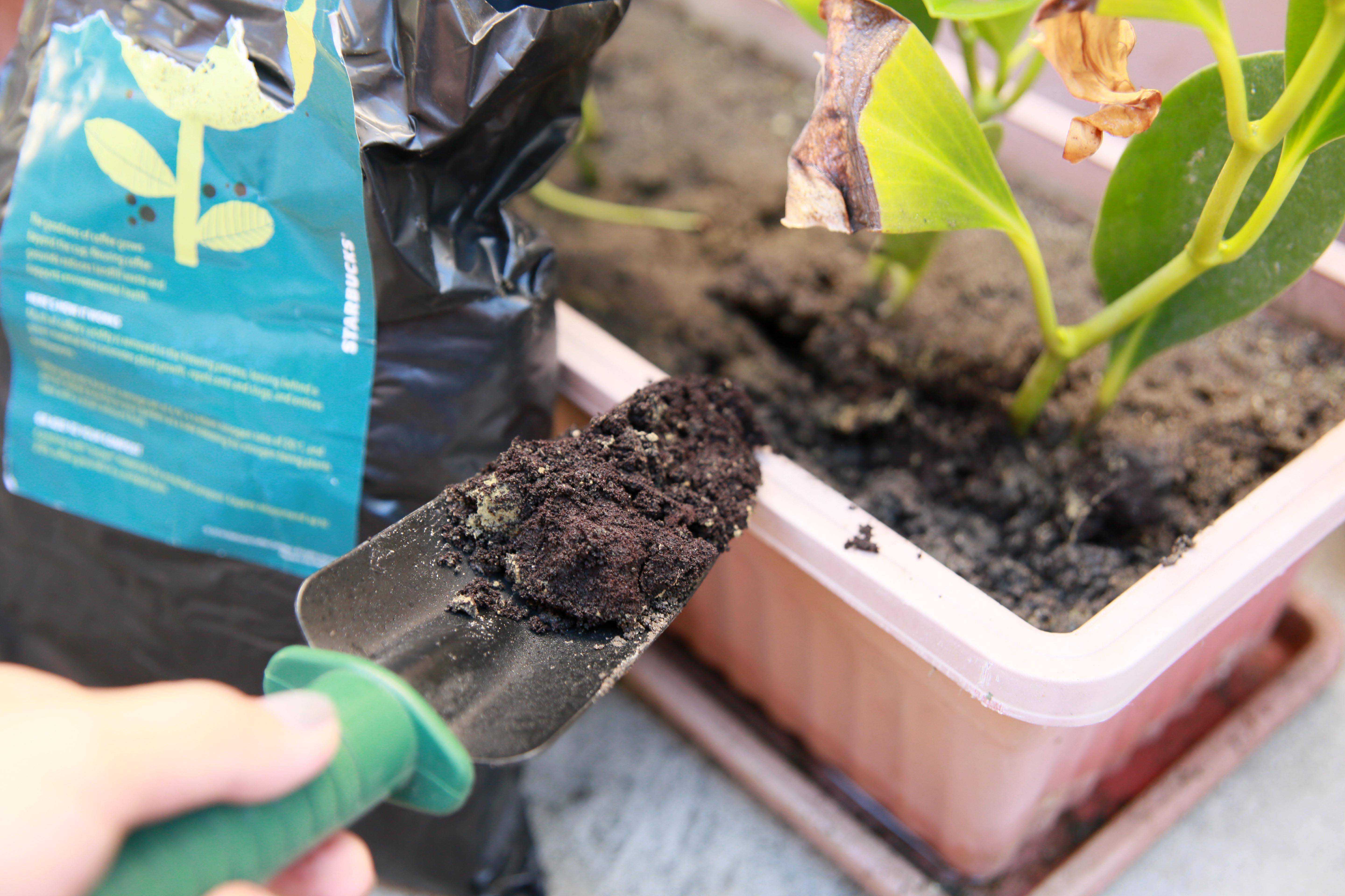 Условия ухода за кроссандрой дома: почва, полив, подкормки и способы размножения