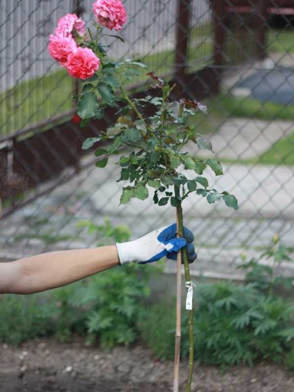 Как сделать розу на штамбе