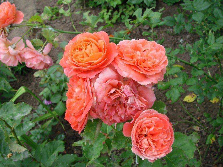 О розе леди эмма гамильтон: описание и характеристики, уход и выращивание