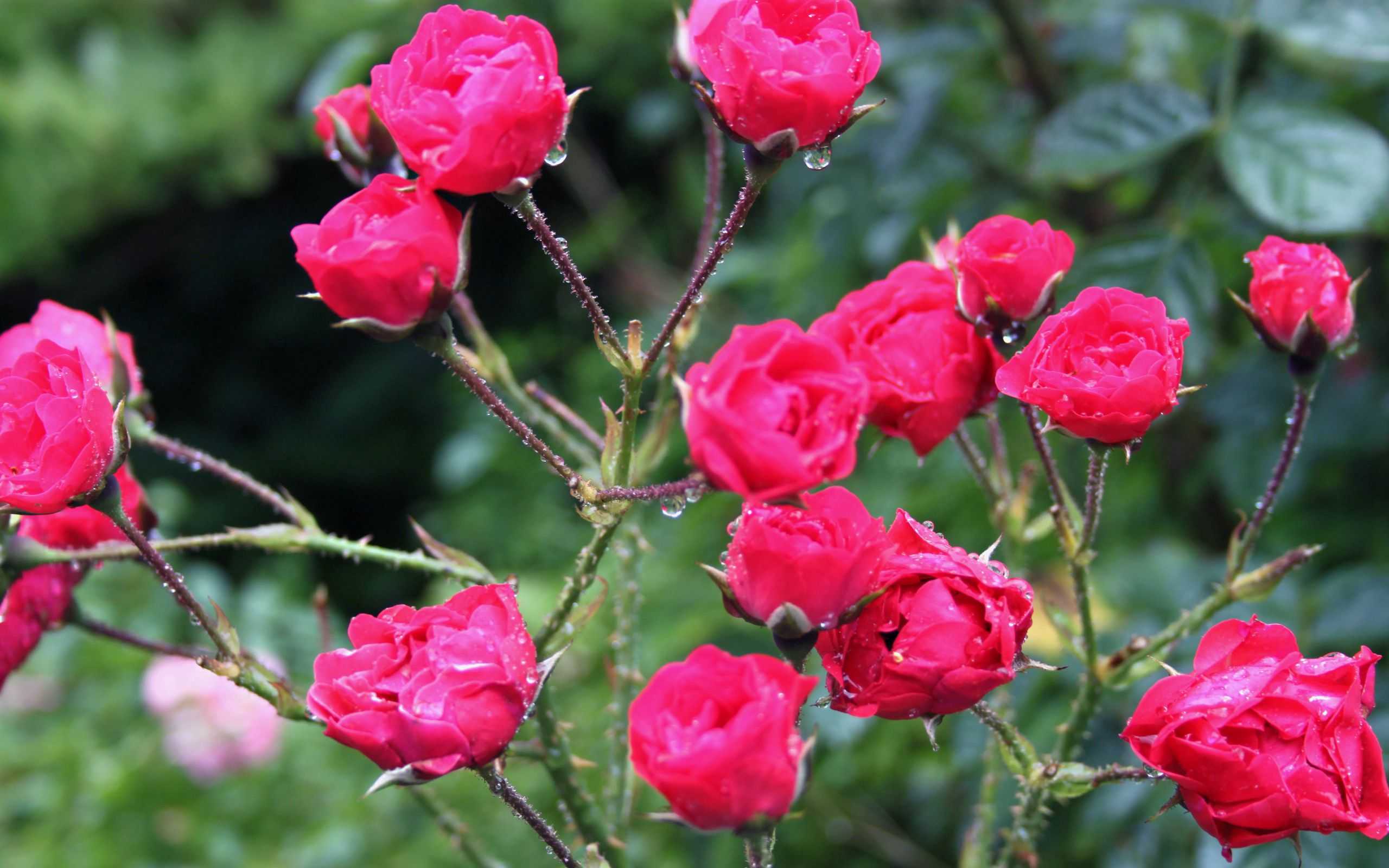 Розы без шипов: название и описание сортов с фото, а также особенности выращивания