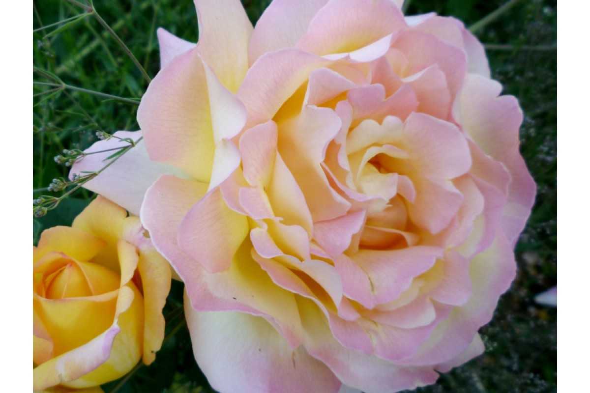 Плетистая роза глория дей: фото, описание, условия содержания
