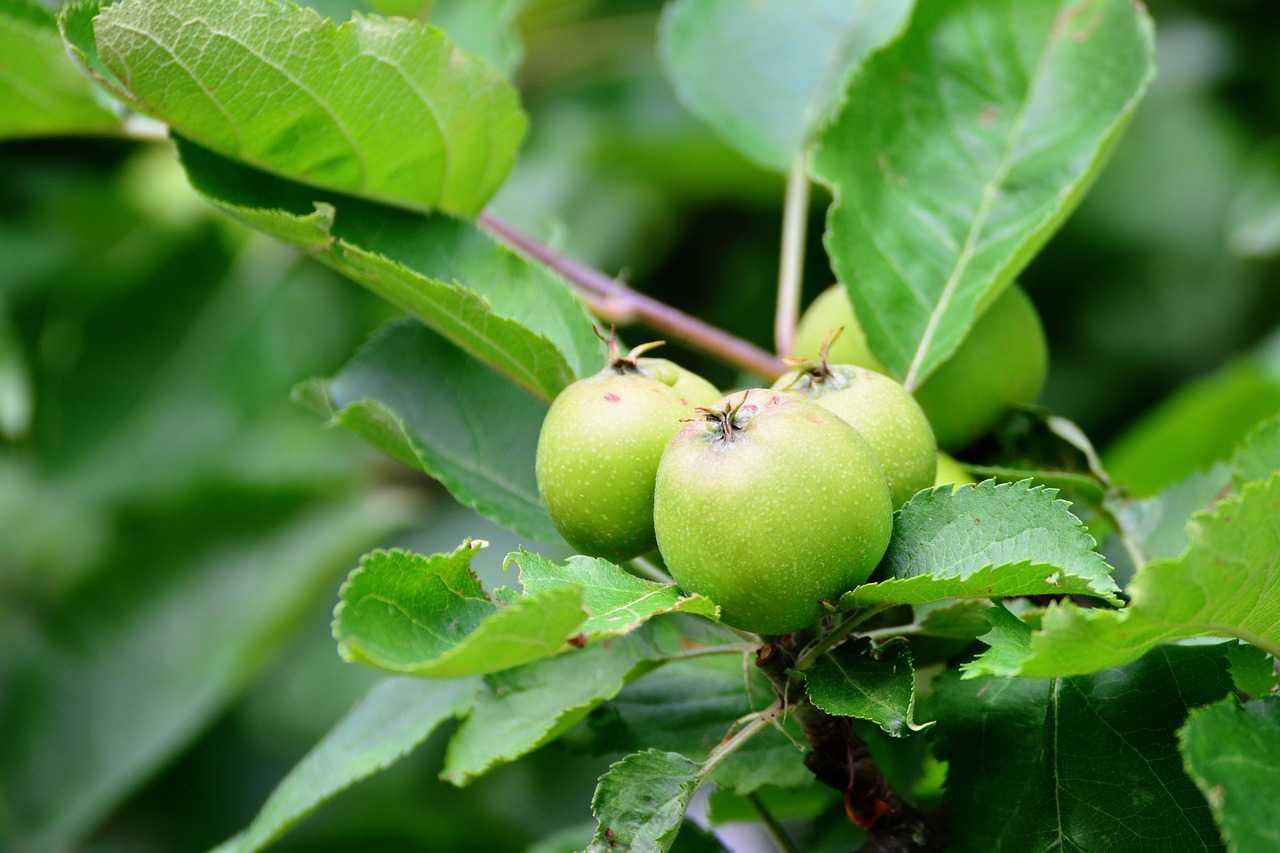 Когда яблоня начинает плодоносить. начало плодоношения яблони | дачная жизнь