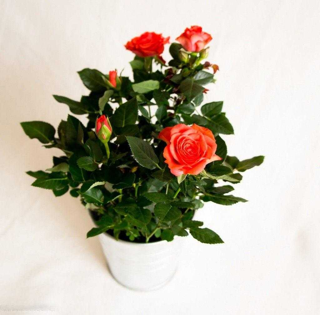 Роза кордана: уход в домашних условиях, правила посадки и выращивания