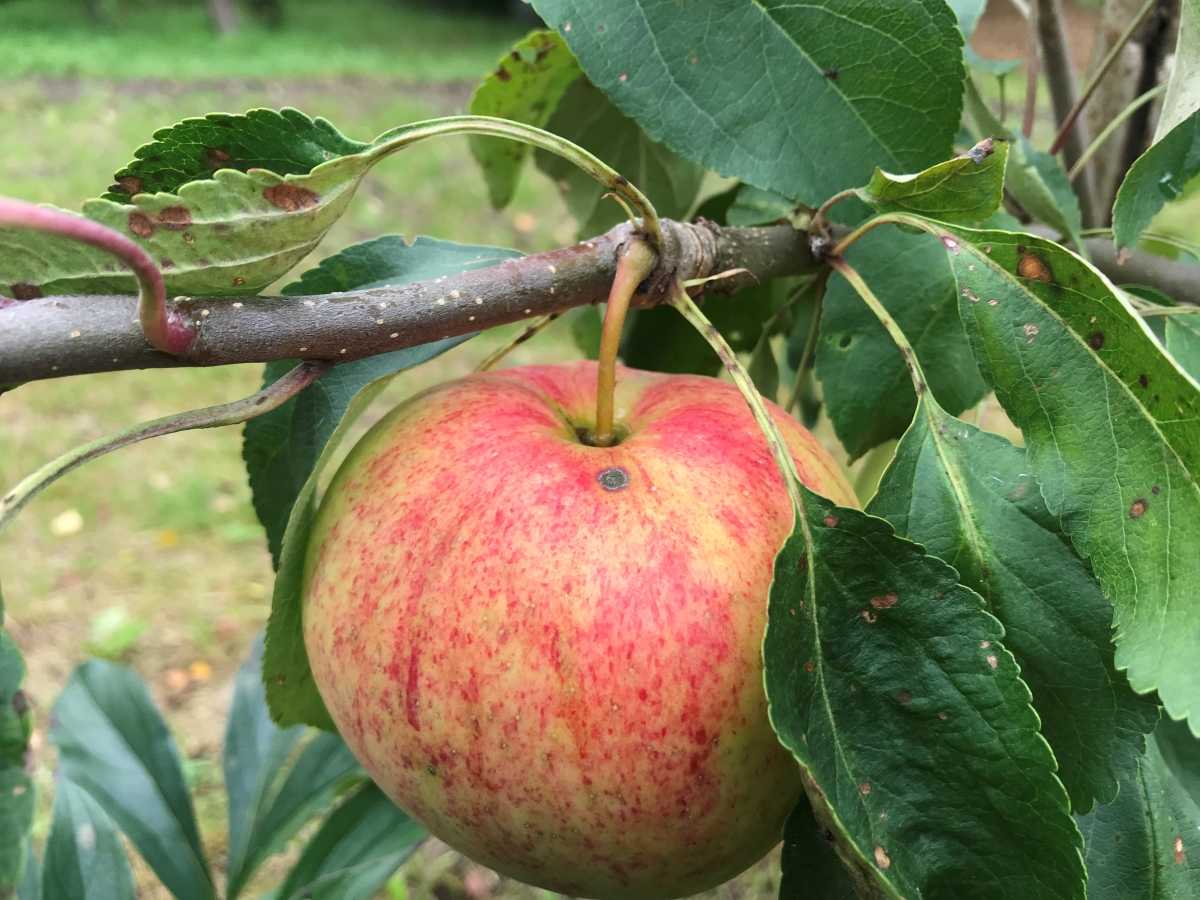 Яблоня пепин шафранный: фото, отзывы, описание сорта зимних яблок, урожайность, посадка, уход, выращивание