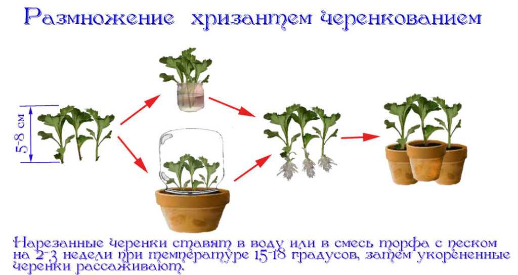 Хочу спросить. кто выращивал хризантемы из букета.: дневник пользователя krasnokutskaya3061