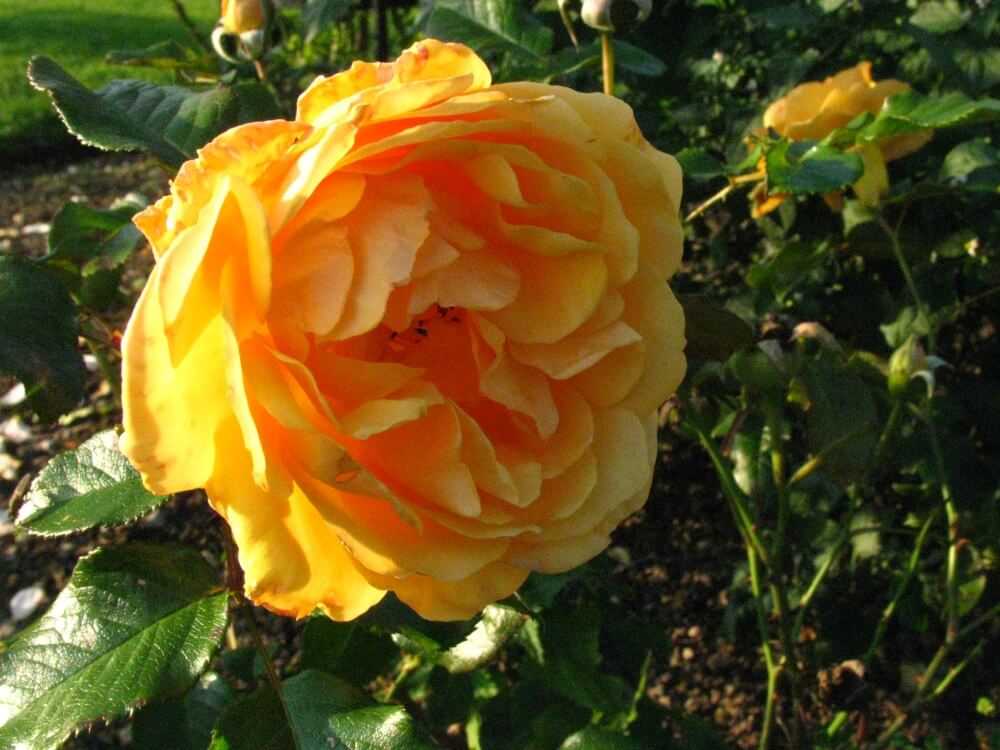 Роза куин элизабет: фото, отзывы, описание, посадка и уход, морозостойкость, обрезка, выращивание сорта