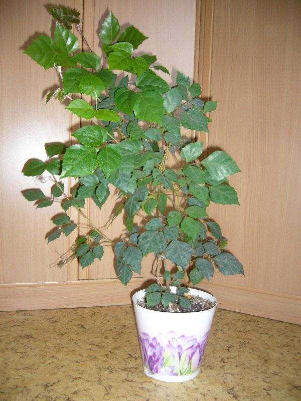 Домашнее растение «березка» (роициссус): уход в домашних условиях, фото, польза и вред комнатного цветка