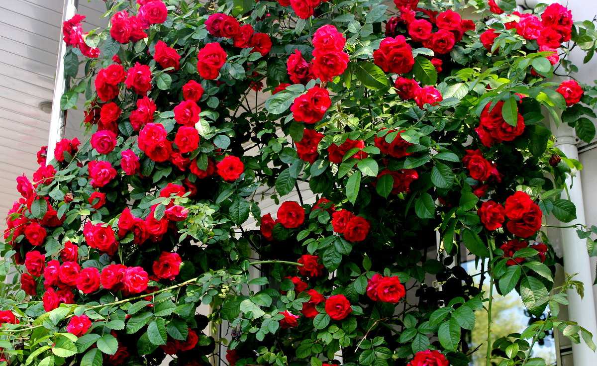 Плетистые розы: посадка и уход, выращивание на даче и размножение