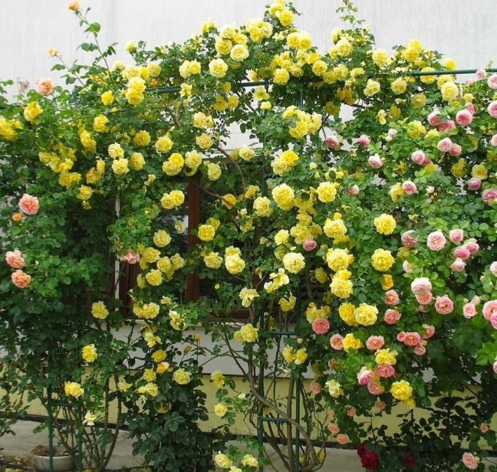 Самые лучшие сорта плетистых роз для выращивания в россии в 2022 года.