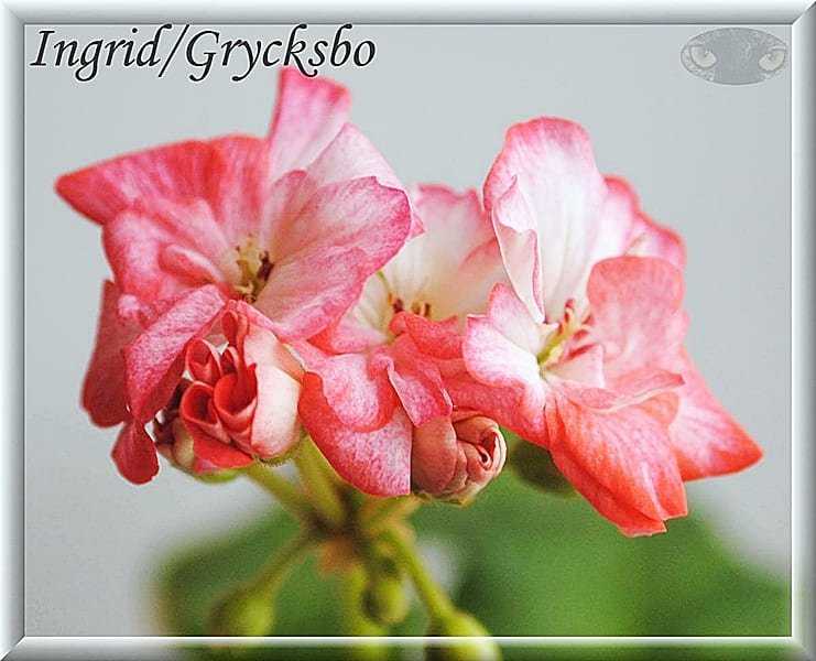 Пеларгония ingrid grycksbo - theflowers