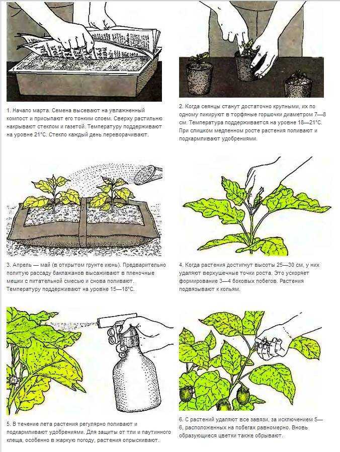 Паслен комнатный: примеры по уходу и основные сорта растения