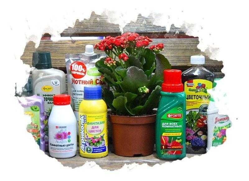 Лучшие удобрения для комнатных растений. Грунт для комнатных растений. Рейтинг удобрений для комнатных растений. Удобрение для пеларгонии для обильного цветения.