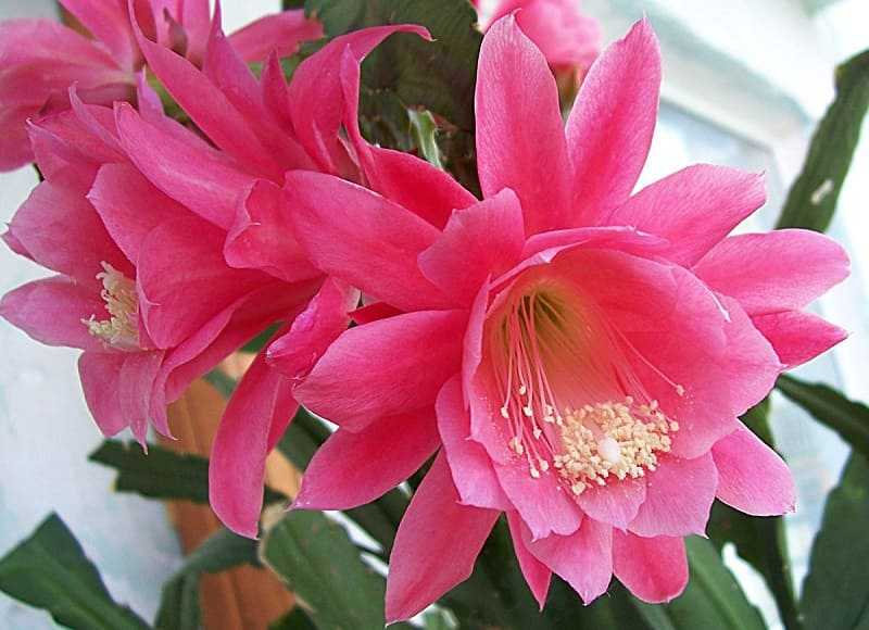 Эпифиллум фото и уход в домашних условиях за цветком, как заставить цвести ангулигер