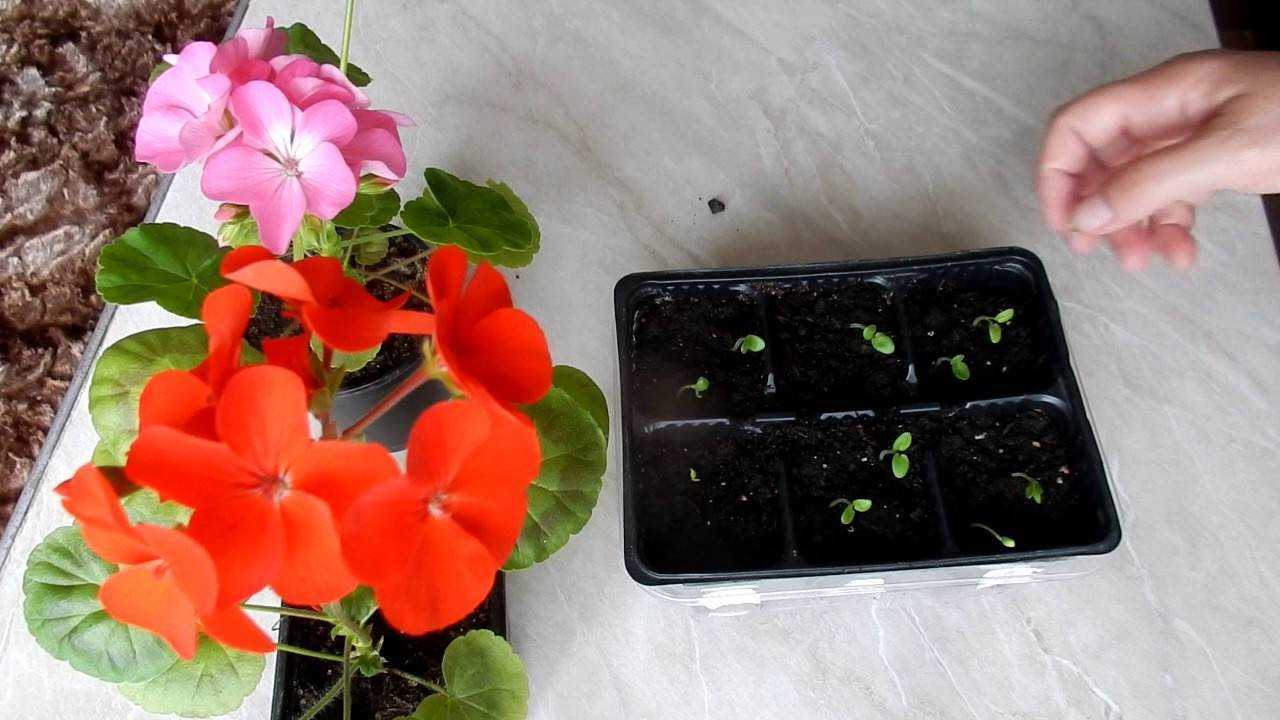 Пеларгония розебудная (королевская герань): уход в домашних условиях, цветение, новая simonelli, другие виды, фото, видео