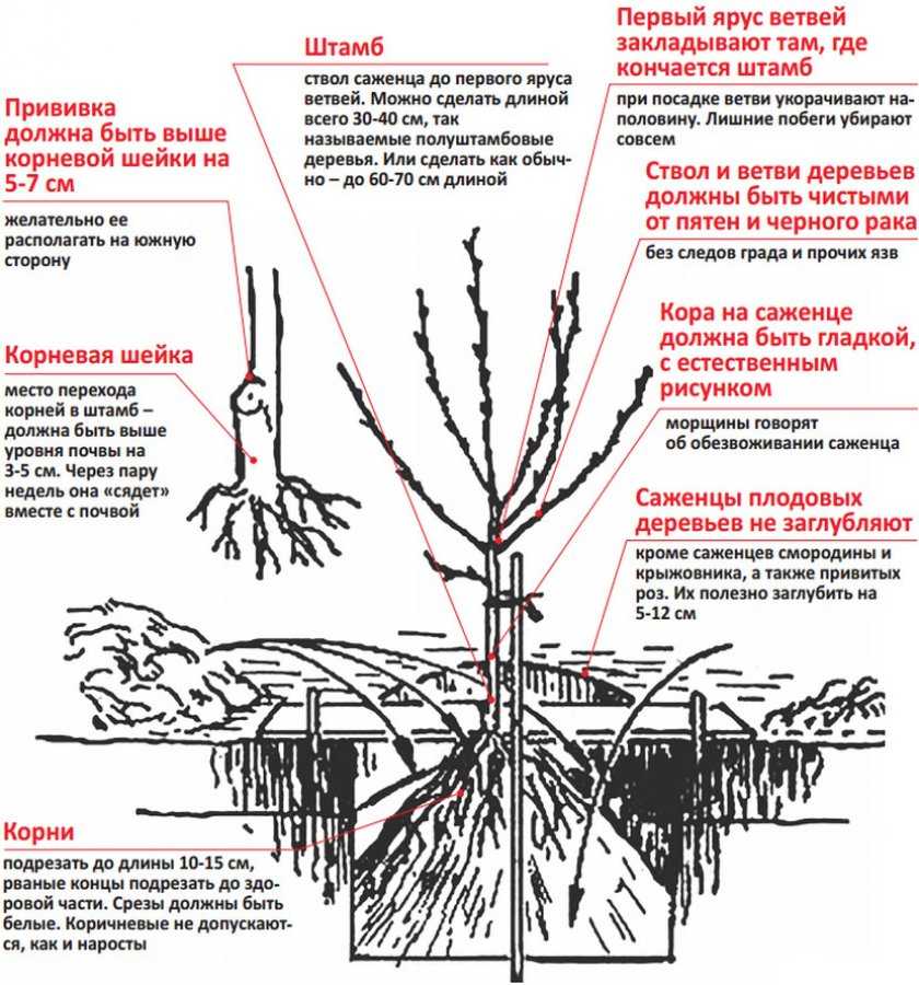 Как посадить сливу саженцами весной и осенью в открытый грунт: правила и особенности