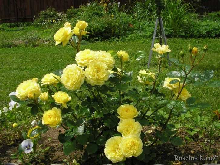 Описание розы сорта анни дюпрей из группы высоких флорибунд: выращивание шраба
