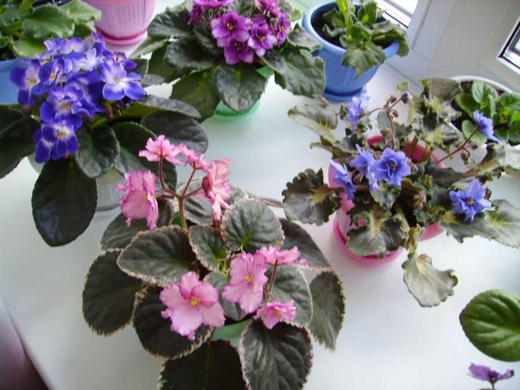 Фиалки не цветут: что можно сделать, чтобы добиться обильного цветения сенполий в домашних условиях