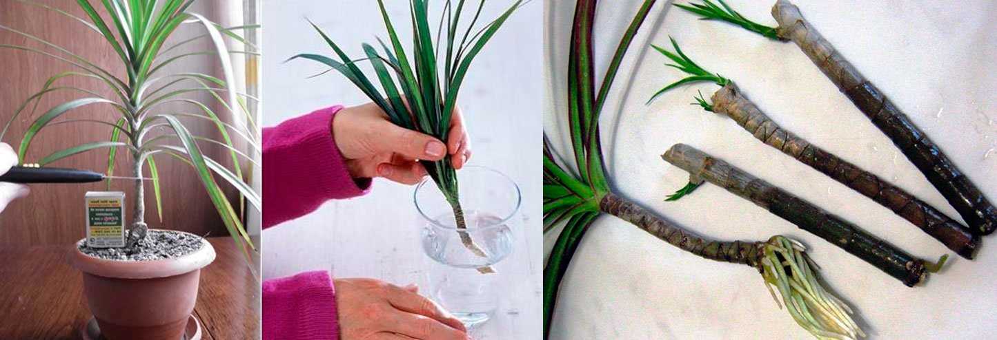 Как правильно обрезать драцену, чтобы получить красивое растение