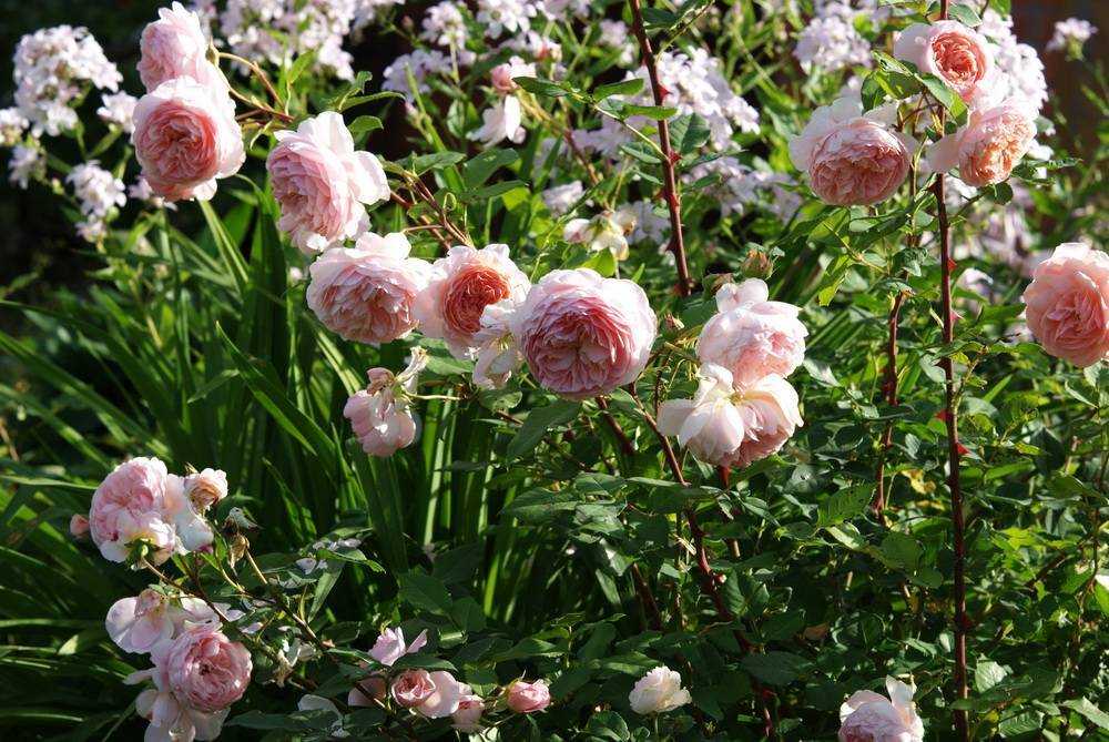 Роза Вильям Моррис William Morris — что за разновидность плетистого цветка, как выглядит Преимущества и недостатки английской розы в сравнении с другими сортами Нюансы выращивания зимостойкой культуры, как ухаживать