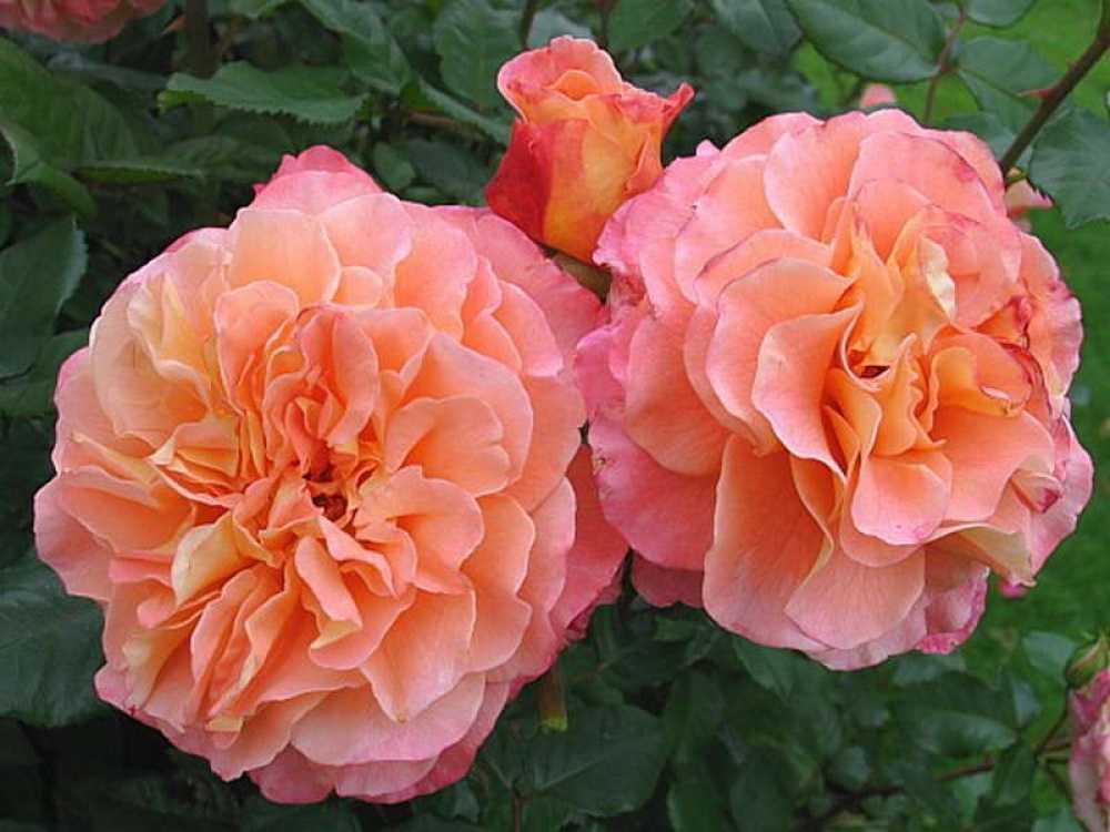 Роза августа луиза: описание, преимущества, награды, агротехника | о розе