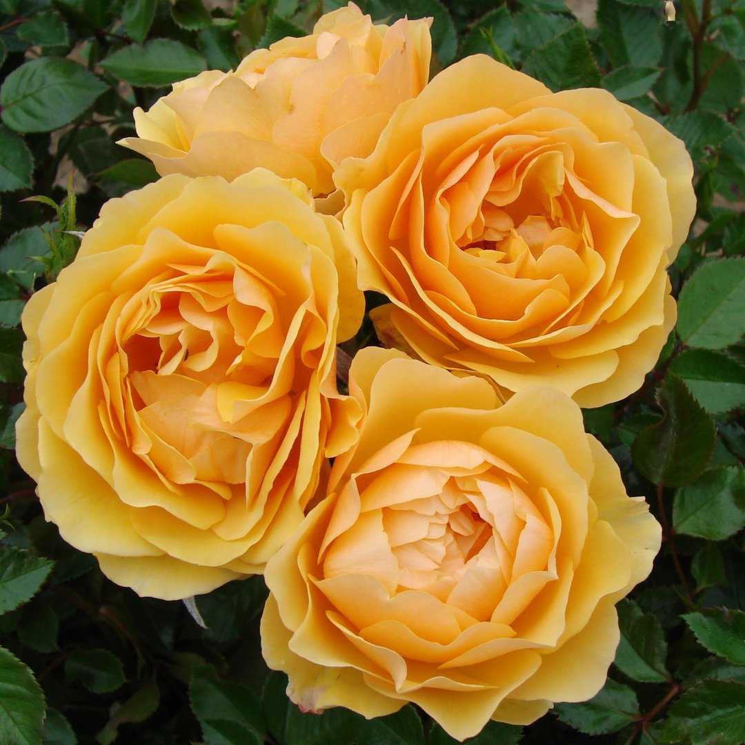Розы флорибунда: посадка и уход в открытом грунте для новичков