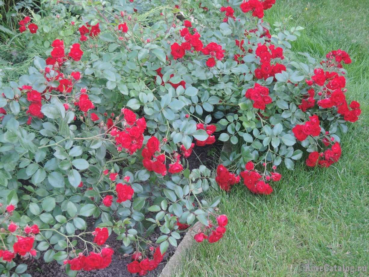 Почвопокровные розы фото, посадка и уход, сорта