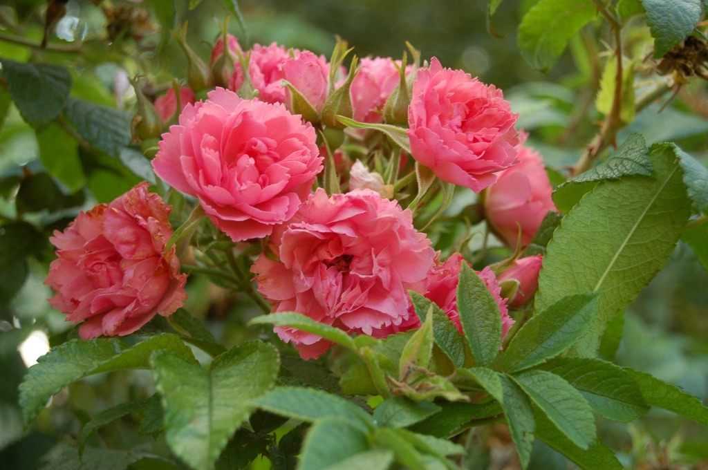 Садовые розы: посадка и уход, выращивание и размножение