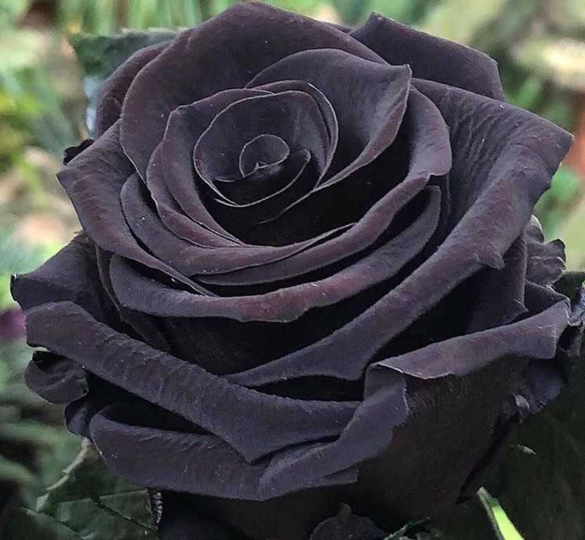 Черная роза — краткое описание, происхождение вида, как был выведен цветок Список известных сортов, особенности селекции, типичные проблемы при выращивании