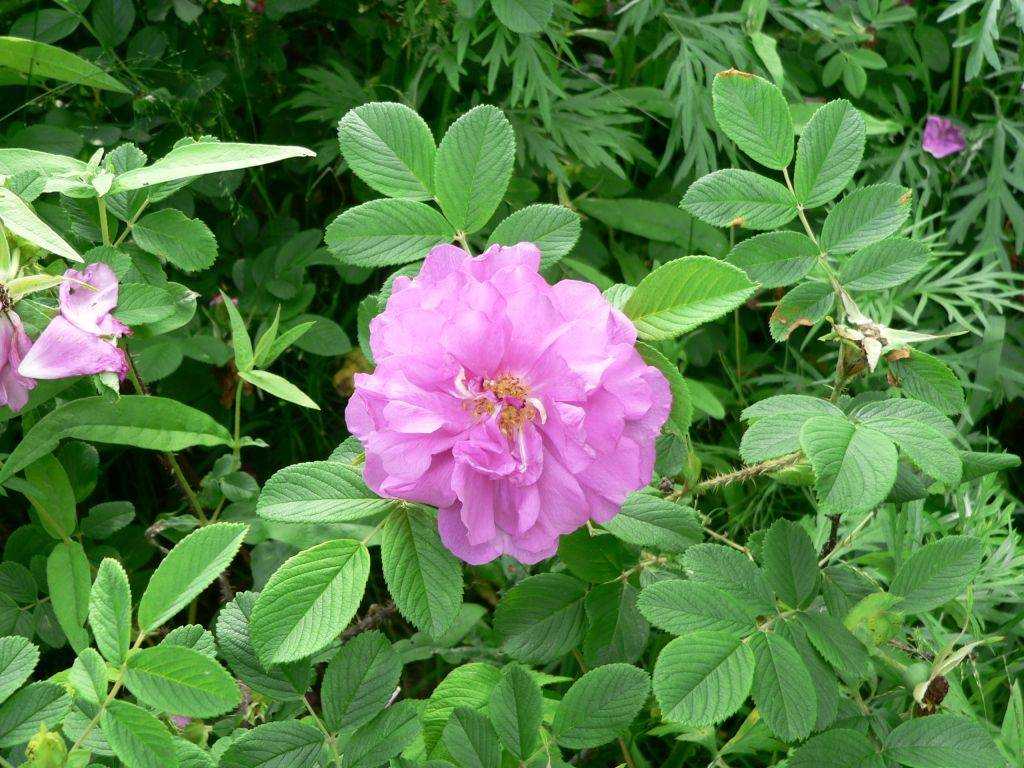 Роза ругоза: описание, посадка и уход, фото