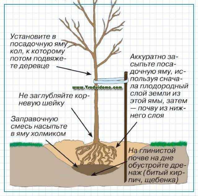 В питомнике растут саженцы вишни груши яблони и сливы на диаграмме слева