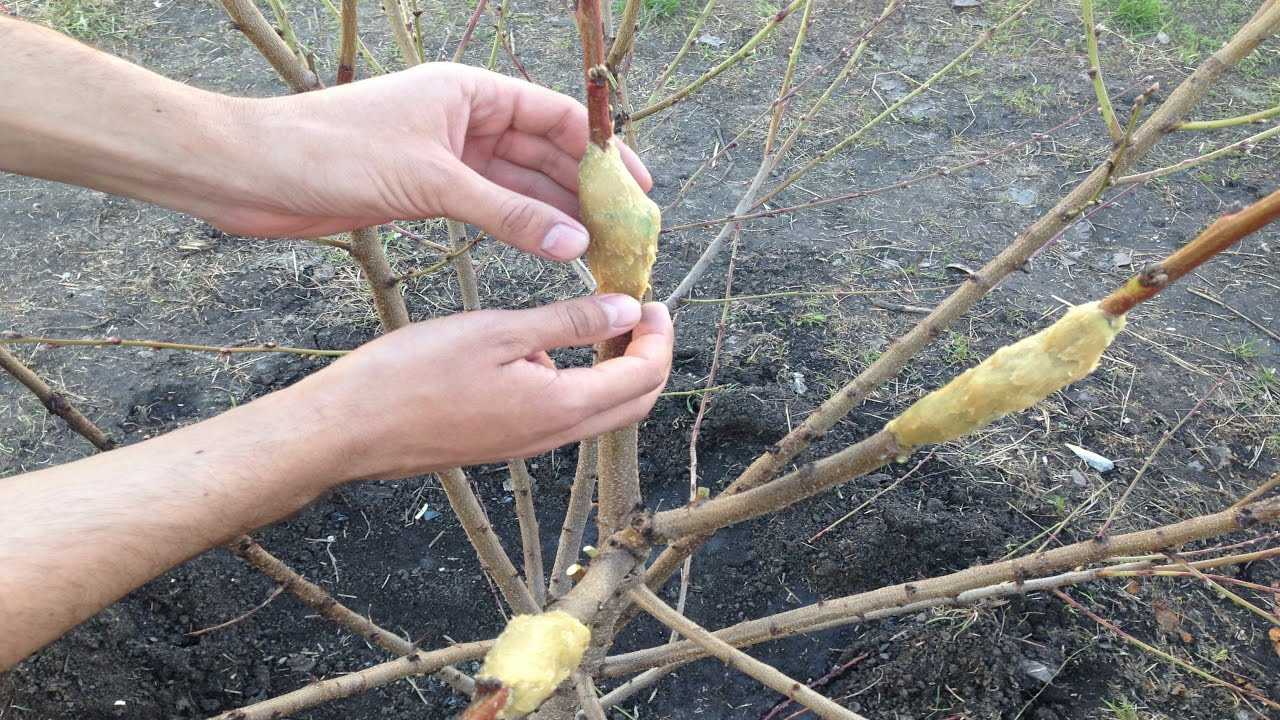 Прививка персика весной: на что прививают, как привить персик, инструкция для начинающих – сад и огород своими руками