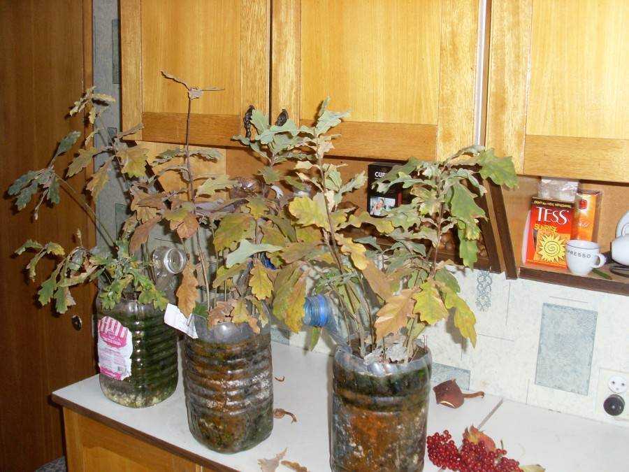 Как вырастить дуб из желудя в домашних условиях