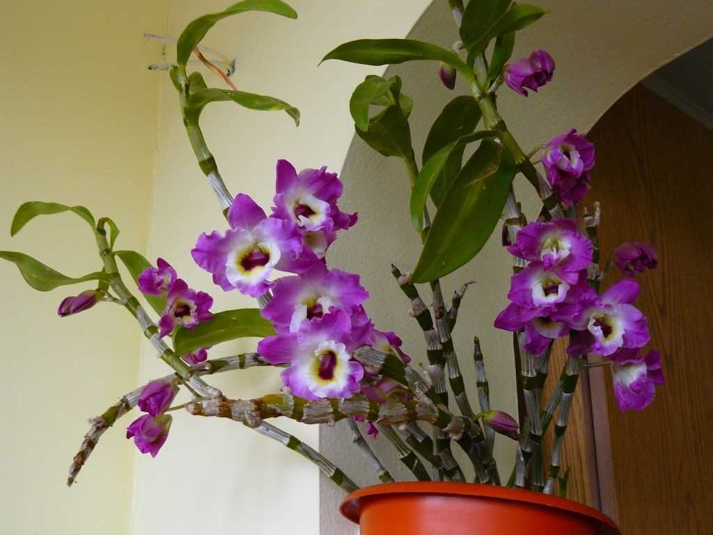 Орхидея дендробиум нобиле: уход, пересадка, полив.