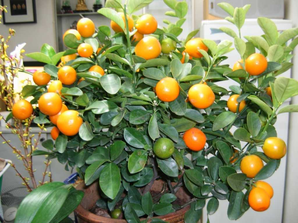 Апельсиновое дерево в домашних условиях - выращивание в горшке, уход