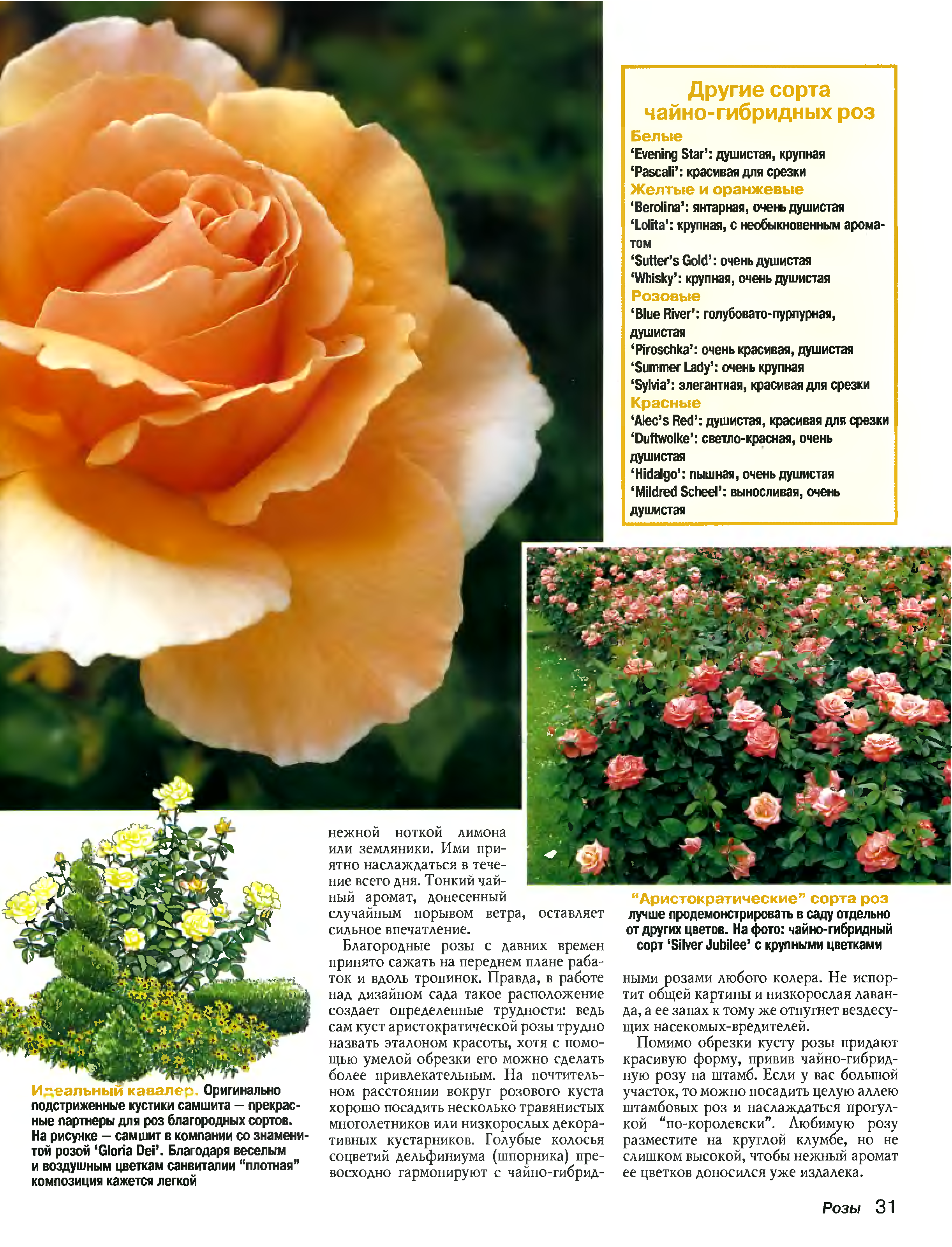 Розы шрабы: что это такое и какими особенностями обладают эти растения
