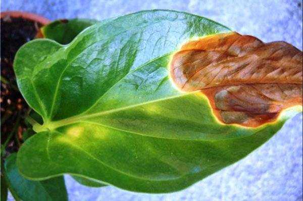 Антуриум: как лечить болезни листьев, фото, причины
