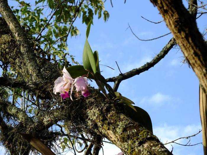 Фаленопсис в естественной среде — как растут орхидеи в природе?