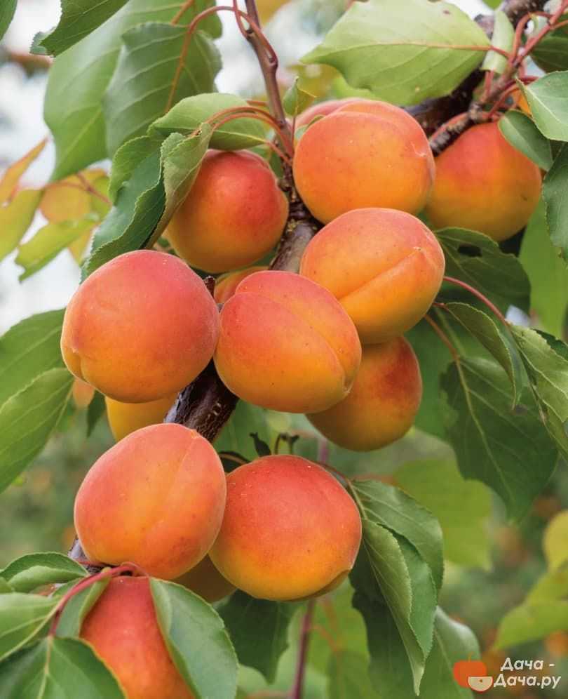 Какие бывают сорта абрикосов, их подробное описание и названия Виды деревьев с самыми вкусными плодами для посадки в Подмосковье Популярные раннеспелые, среднеспелые и позднеспелые разновидности Характеристика типов с крупными абрикосами