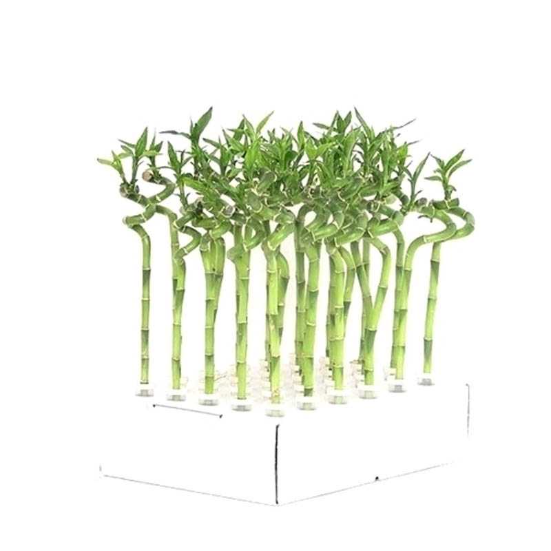 Бамбук как комнатное растение: фото, уход за бамбуком в домашних условиях