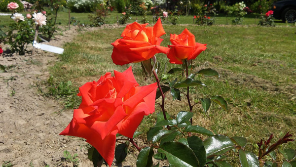 О розе моника (monica): описание и характеристики сорта чайно-гибридной розы