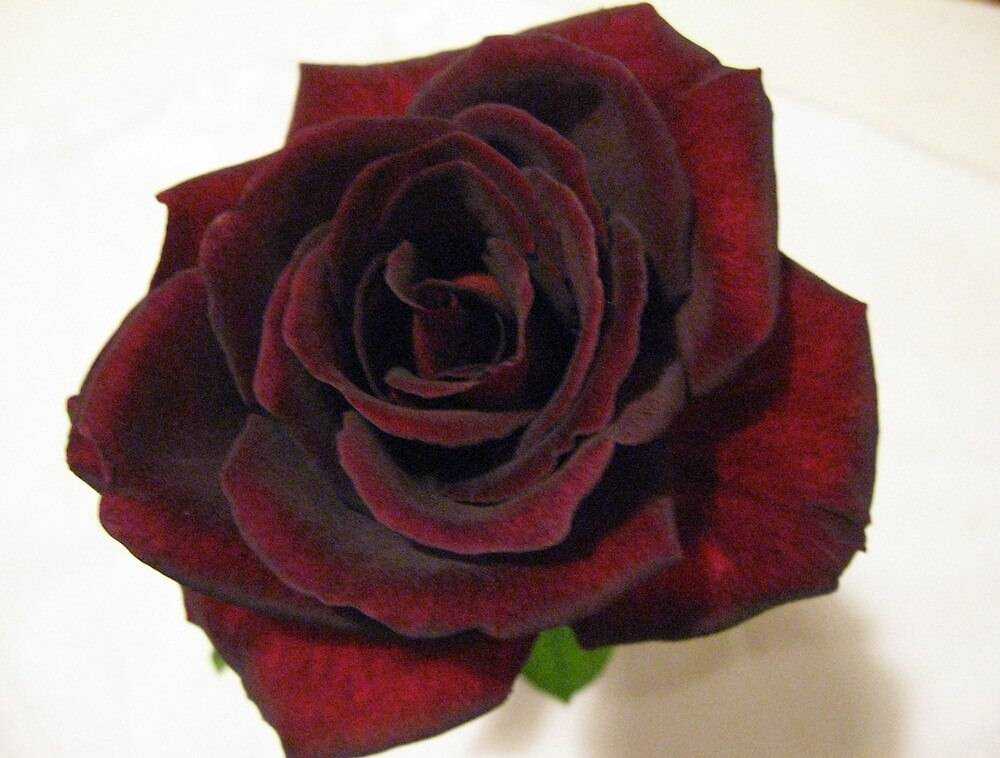 Роза черный принц: описание, фото, агротехника, видео, отзывы