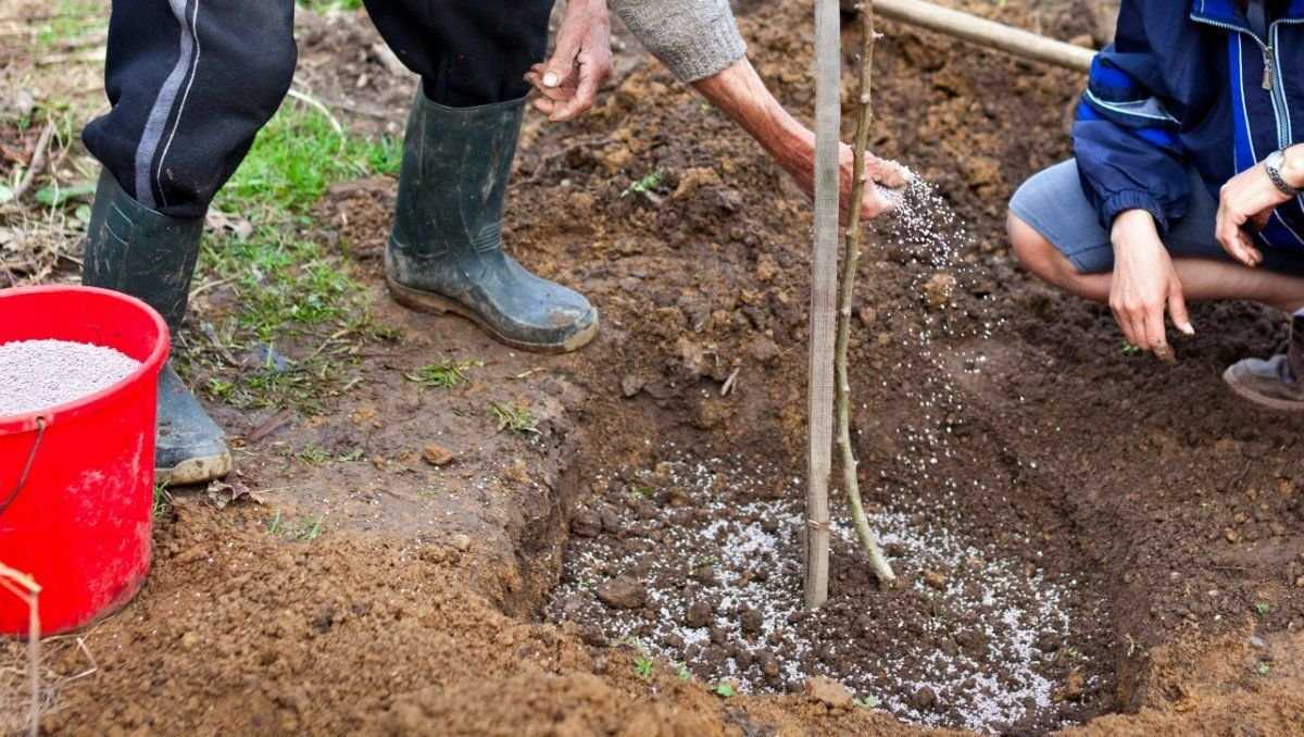 Как выращивать саженцы с закрытой корневой системой - сад и огород
