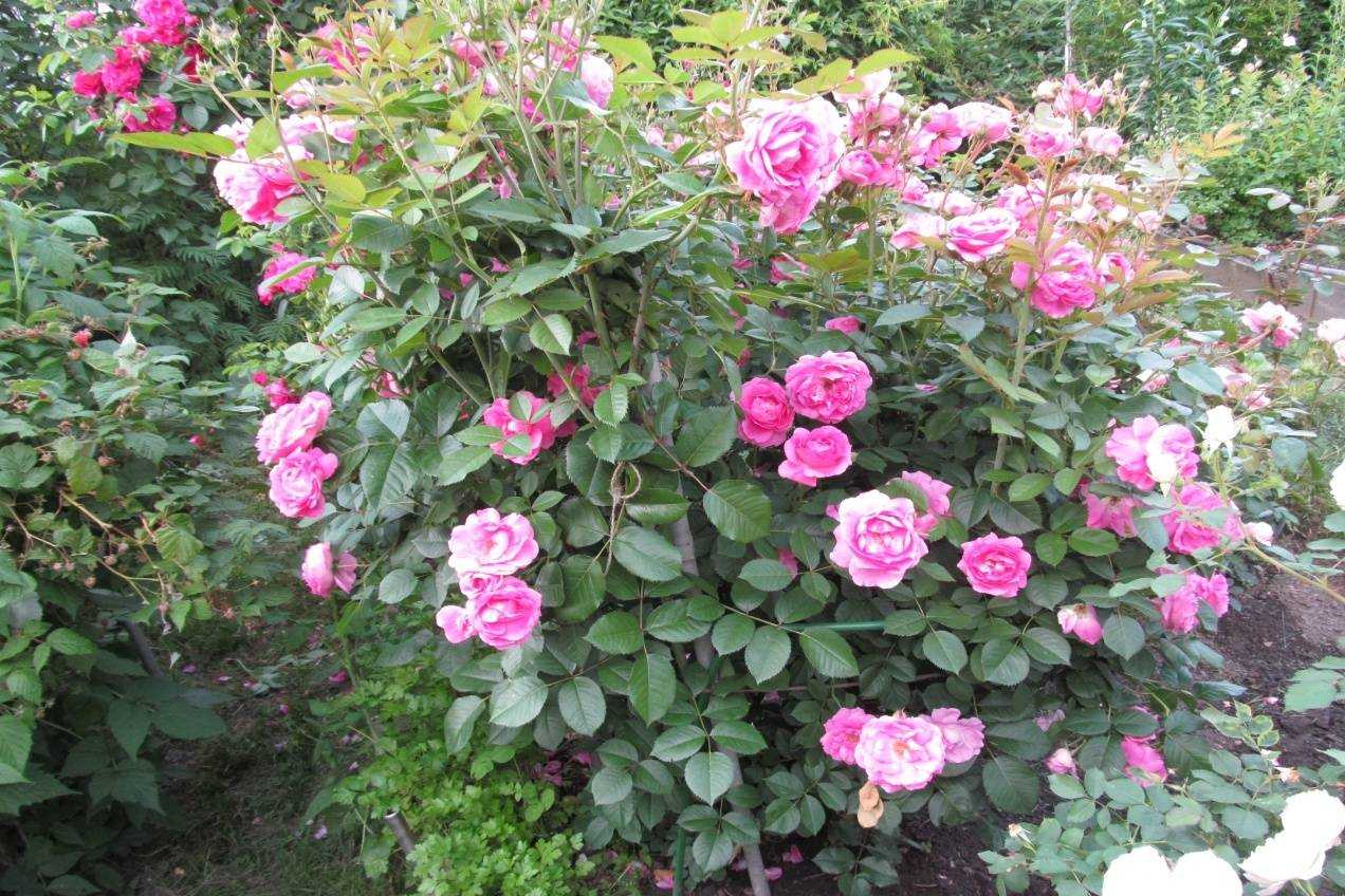Канадские розы — описание и особенности вида Как правильно посадить и выращивать канадскую розу, способы размножения Лучшие сорта, их характеристики