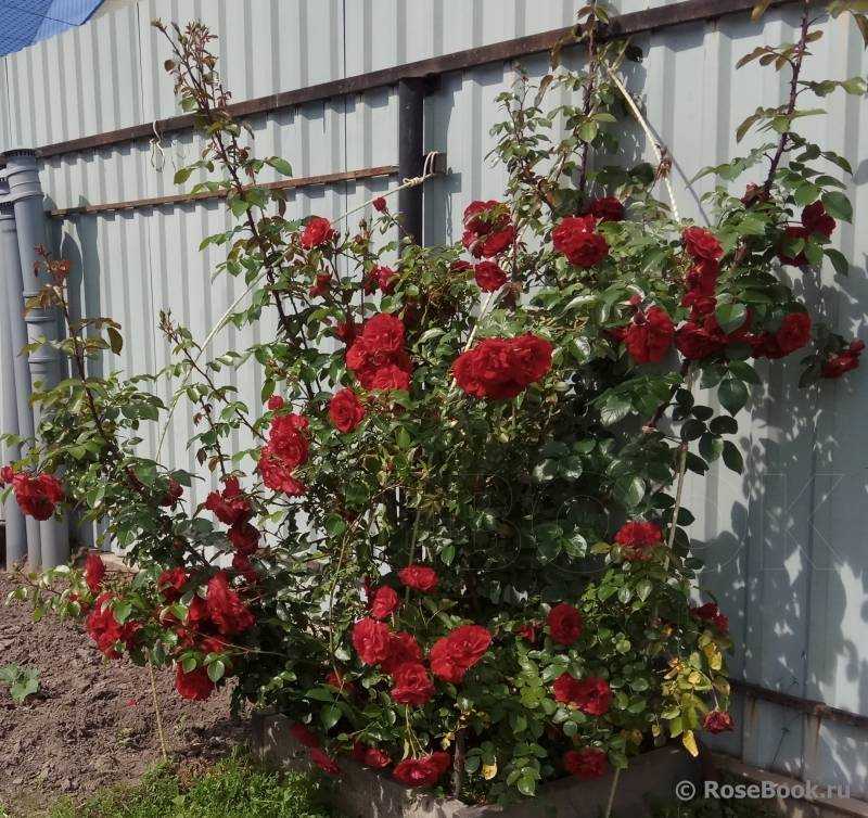 Плетистые розы – посадка и уход