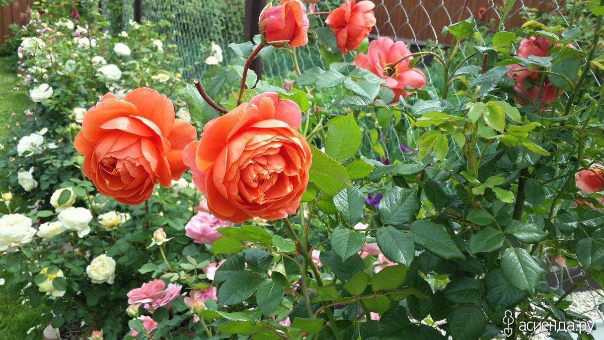 Роза саммер сонг (summer song) — описание и характеристики сорта