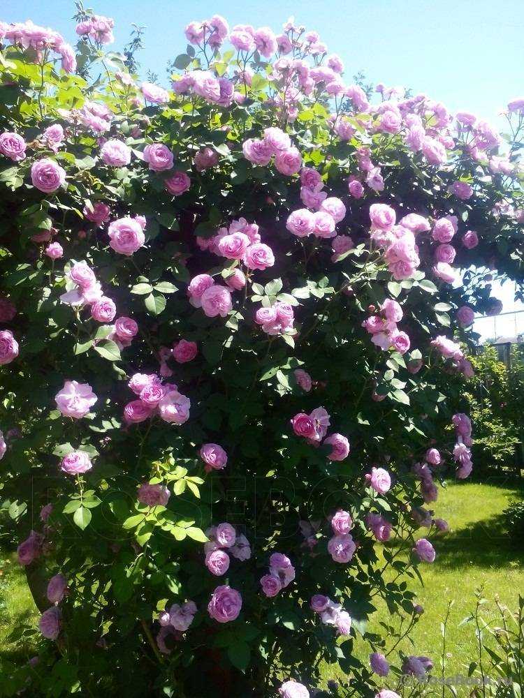 Парковая роза луис одьер -у кого есть такая??: группа декоративные деревья и кустарники